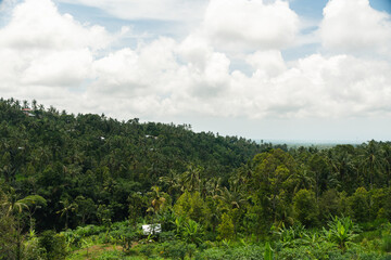 Fototapeta premium Selva con palmeras, Bali, Indonesia