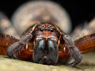 Close up of Huntsman spider with huge fangs (heteropoda sp)