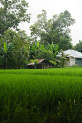 Caba&ntilde;a de madera en plantaci&oacute;n de arroz, Bali, indonesia