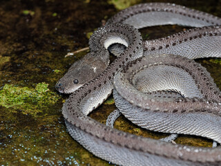 Obraz premium Xenodermus javanicus also known as tubercle snake or dragon snake endemic of Indonesia 
