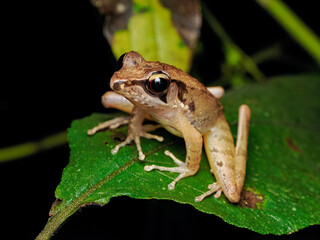 Obraz premium Javan torrent frog on a leaf