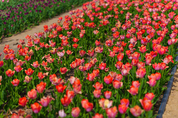 Vibrant Tulip Field in Full Bloom Under Bright Sunny Sky