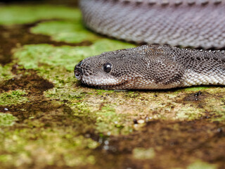 close up of a dragon snake (Javan tubercle)  on a rock