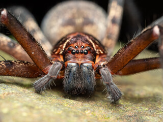 Close up of Huntsman spider (heteropoda sp)