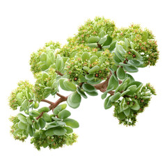 Lush Green Sedum Plant Branch with Delicate Flower Buds - Isolated on Green Transparent background