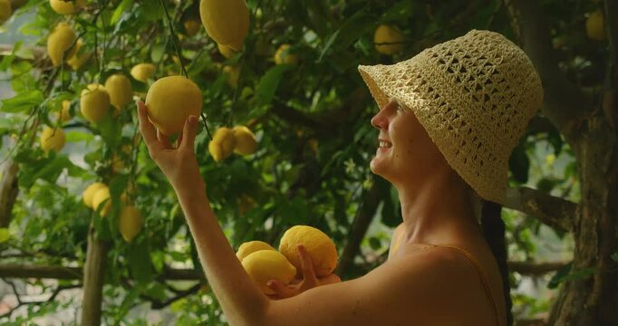 Smiling woman picking lemons under leafy trees in a vibrant citrus orchard