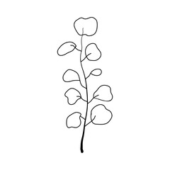 Simple hand drawn black outline of eucalyptus branch. Botanical design element. Vector.