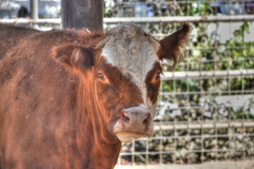 Closeup of Cow At Farm. Red and Brown With White Around Eyes
