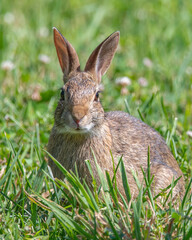 Cottontail rabbit in the Old Aucoot District, Mattapoisett, Massachusetts