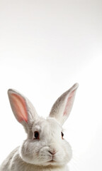 Obraz premium A close-up photo of a white rabbit on a white background