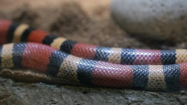 Footage of Pueblan milk snake scale detail