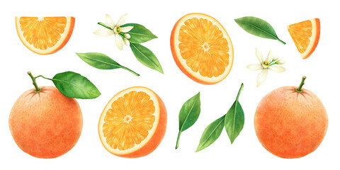 Set of beautiful juicy ripe orange with slices leaves and blossom on white background. Watercolor painting