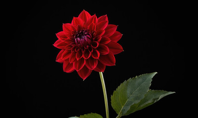 A single red flower grows among lush green leaves on a dark black background