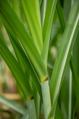 close up of sugar cane plant, South America