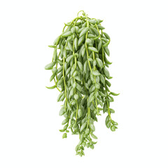 String of Pearls Succulent Plant Hanging Isolated on Bright Cyan Transparent background