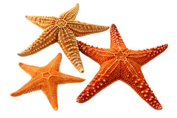 A close up view of three starfish in different sizes and colors against a black background studio shot