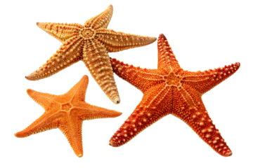 A close up view of three starfish in different sizes and colors against a black background studio shot