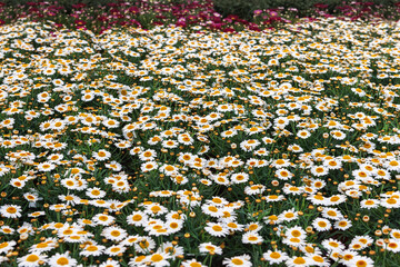Field of daisies with sunny yellow centers, bright white petals, and long green stems