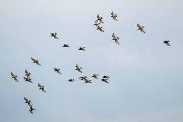 Barge à queue noire,.Limosa limosa, Black tailed Godwit