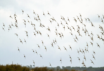 Barge à queue noire,.Limosa limosa, Black tailed Godwit