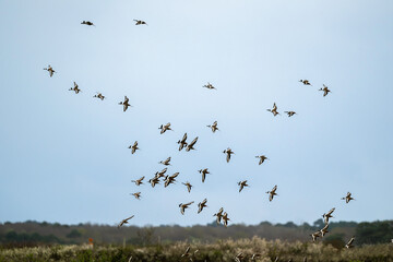 Barge à queue noire,.Limosa limosa, Black tailed Godwit