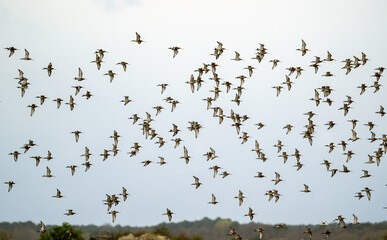 Barge à queue noire,.Limosa limosa, Black tailed Godwit