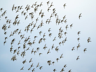 Barge à queue noire,.Limosa limosa, Black tailed Godwit