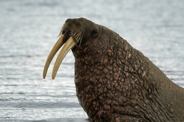 Morse, Odobenus rosmarus, Spitzberg, Svalbard, Norvège