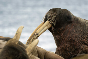 Morse, Odobenus rosmarus, Spitzberg, Svalbard, Norvège