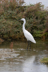 Aigrette garzette, .Egretta garzetta, Little Egret,