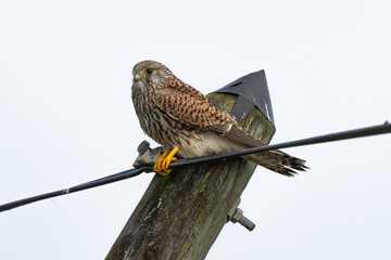 Faucon crécerelle,.Falco tinnunculus, Common Kestrel