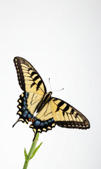 Fototapeta premium A yellow and black butterfly sits on a green leaf, surrounded by plant life