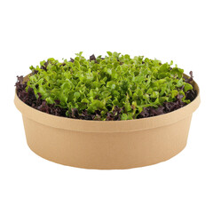 Growing fresh lettuce in eco-friendly planters indoor garden close-up. Isolated on transparent background, png.