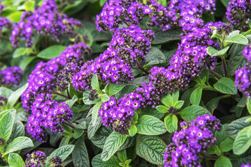 Heliotropium arborescens, the garden heliotrope, cherry pie