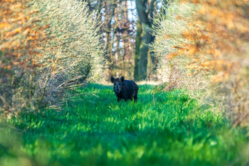 Ein Wildschwein in freier Natur