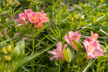Fototapeta premium Soft pink flowers blooming in a lush greenhouse environment.