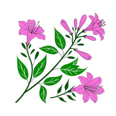 vector illustration of a pink flower