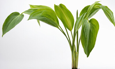 Fototapeta premium A small plant with green leaves growing in a black ceramic pot