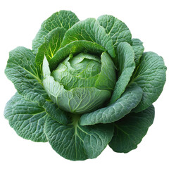 Obraz premium Harvesting fresh cabbage farm field food photography daylight close-up. Isolated on transparent background, png.
