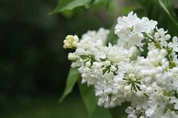 Beautiful close-up of lilac blossom. White lilac bush blossom. Spring or summer background. Natural background. Colorful flowers. Lilac blossom in garden or park
