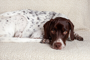 dog lying on the floor