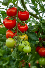 tomatoes in a greenhouse