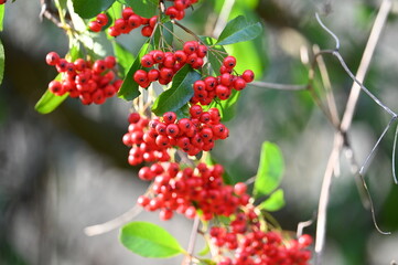 Baies rouges plantes arbres forêt