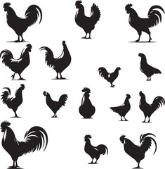 chicken bird, Rooster