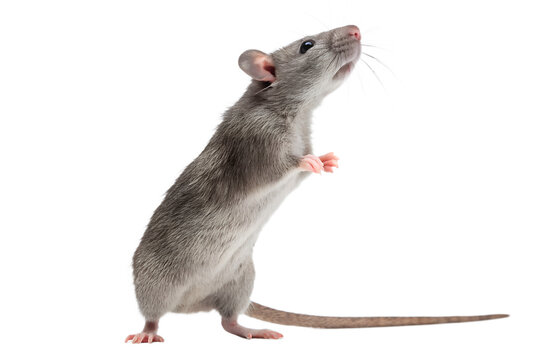 Curious gray rat standing upright isolated on black background looking upward