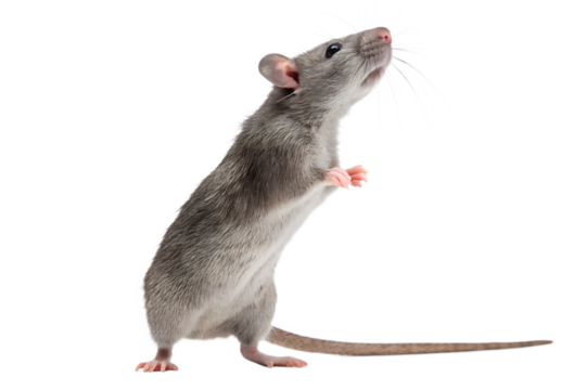 Curious gray rat standing upright isolated on black background looking upward