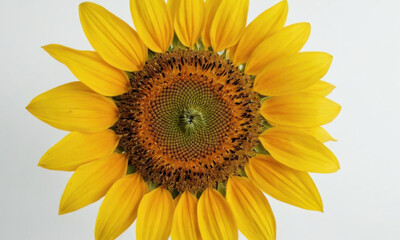 Naklejka premium A bright yellow sunflower against a clean white background, perfect for illustrations and designs
