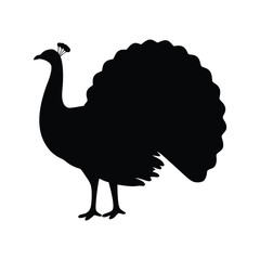 Silhouette of a peacock with its feathers fanned out