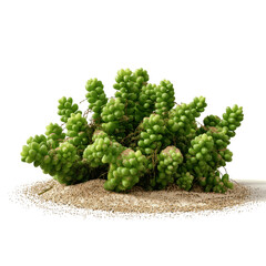 Lush Green Sedum Plant on Sand Dune - Vibrant Succulent Botany