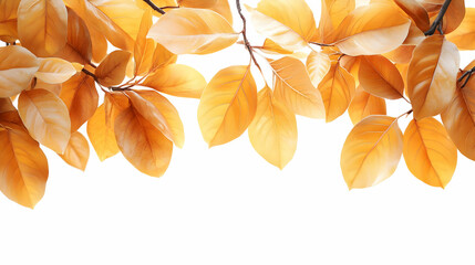 Golden Autumn Leaves Border on White Background